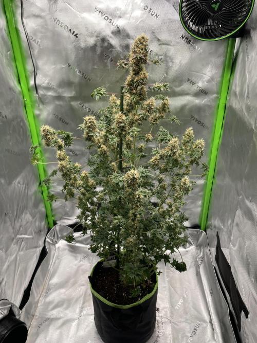 Terpyz - Dooligah 0G F3. Week 16