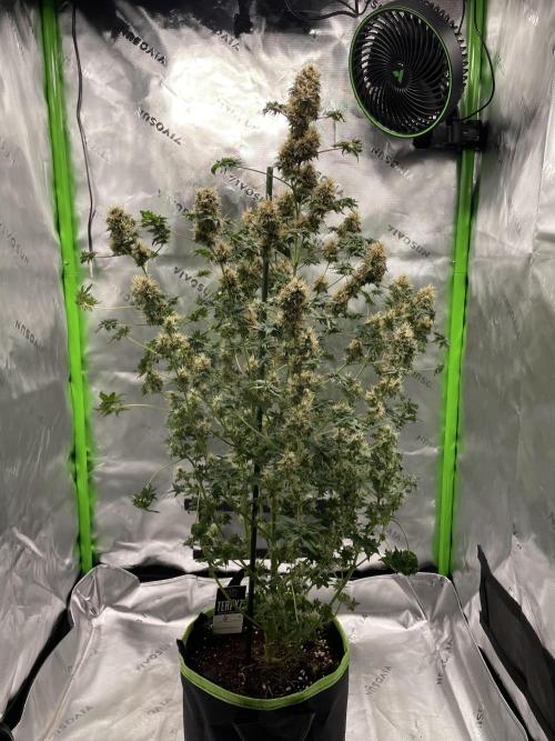Terpyz - Dooligah 0G F3. Week 16