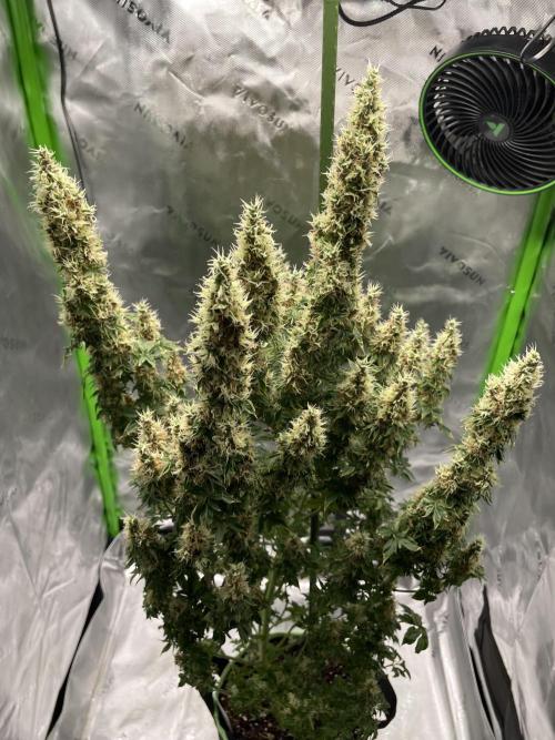 Terpyz - Dooligah 0G F3. Week 16