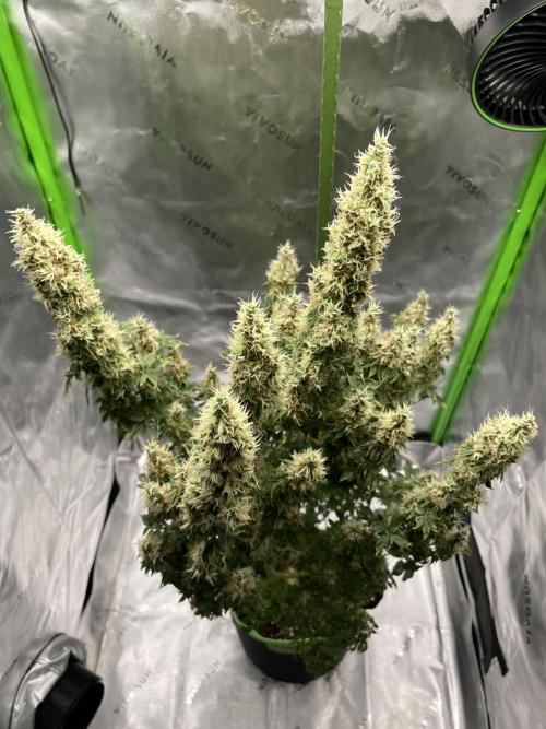 Terpyz - Dooligah 0G F3. Week 16