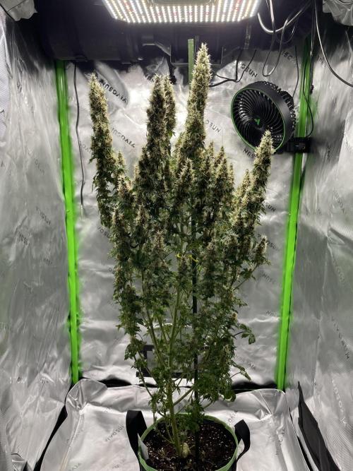 Terpyz - Dooligah 0G F3. Week 16