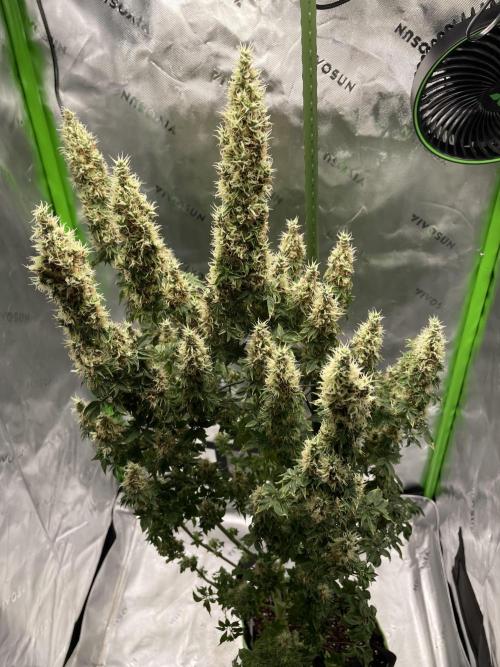 Terpyz - Dooligah 0G F3. Week 16