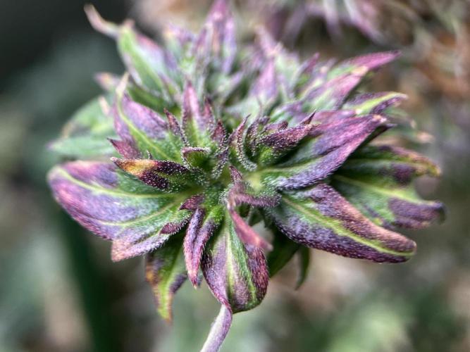 Terpyz - Dooligah 0G F3. Week 16