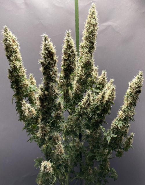 Terpyz - Dooligah 0G F3. Week 17