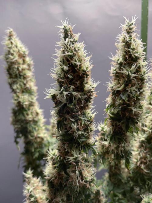 Terpyz - Dooligah 0G F3. Week 17