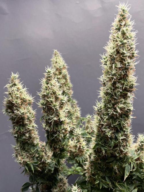 Terpyz - Dooligah 0G F3. Week 17