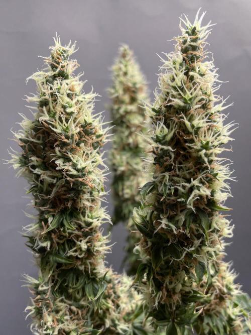 Terpyz - Dooligah 0G F3. Week 17