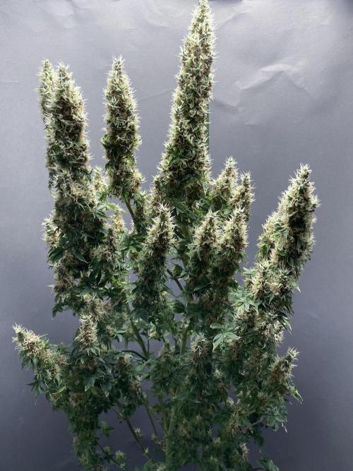 Terpyz - Dooligah 0G F3. Week 17