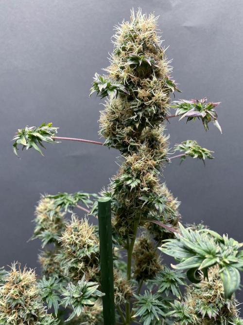 Terpyz - Dooligah 0G F3. Week 17