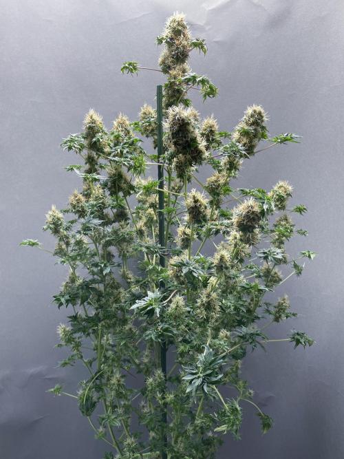 Terpyz - Dooligah 0G F3. Week 17