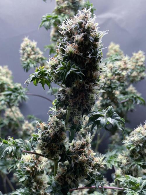 Terpyz - Dooligah 0G F3. Week 17