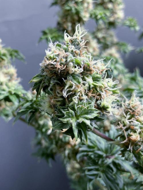 Terpyz - Dooligah 0G F3. Week 17