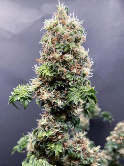 Terpyz - Dooligah 0G F3. Week 17