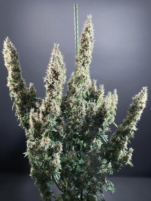 Terpyz - Dooligah 0G F3. Week 18