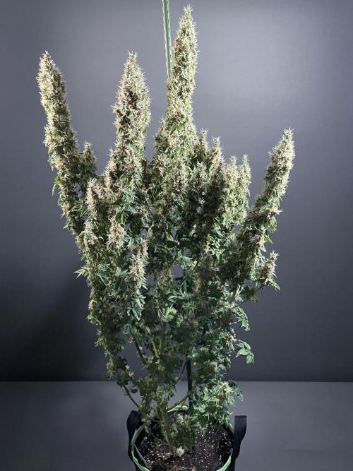 Terpyz - Dooligah 0G F3. Week 18