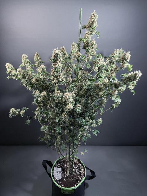 Terpyz - Dooligah 0G F3. Week 18