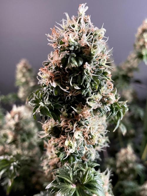 Terpyz - Dooligah 0G F3. Week 18