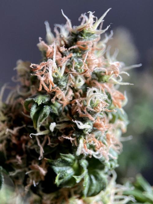 Terpyz - Dooligah 0G F3. Week 18