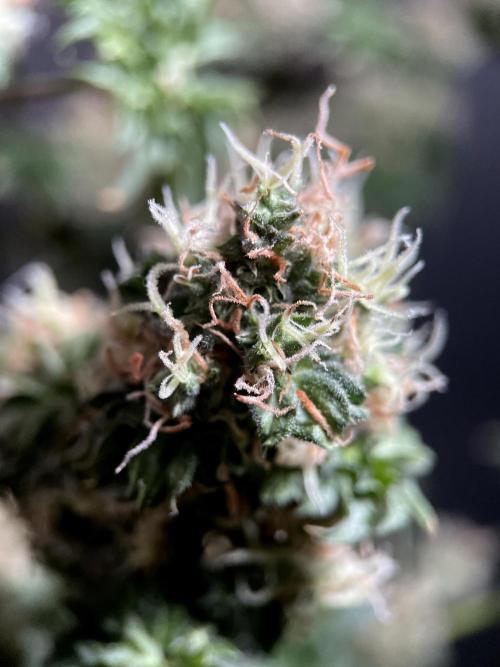 Terpyz - Dooligah 0G F3. Week 18