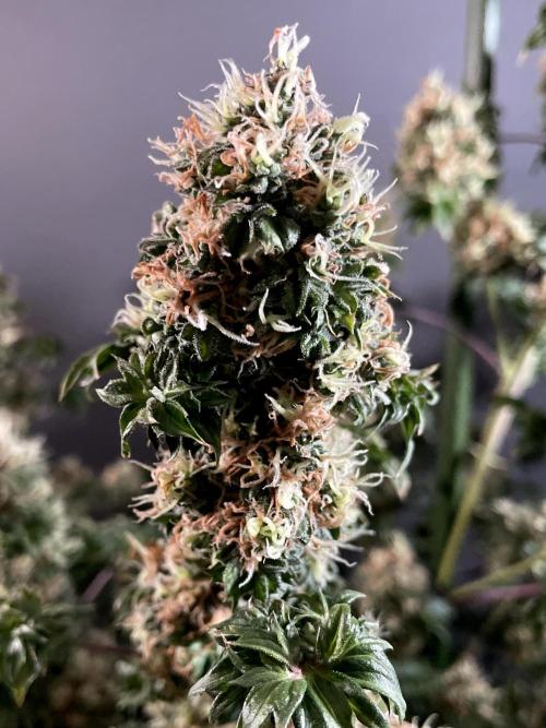 Terpyz - Dooligah 0G F3. Week 18