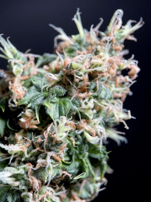 Terpyz - Dooligah 0G F3. Week 18