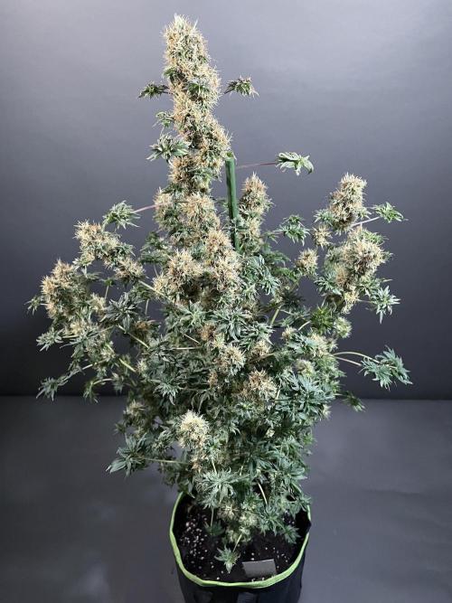 Terpyz - Dooligah 0G F3. Week 18