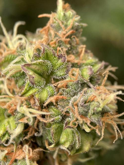 Terpyz - Dooligah 0G F3. Week 19