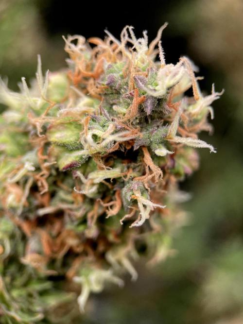 Terpyz - Dooligah 0G F3. Week 19