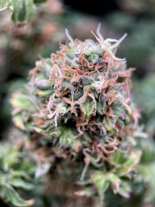 Terpyz - Dooligah 0G F3. Week 19