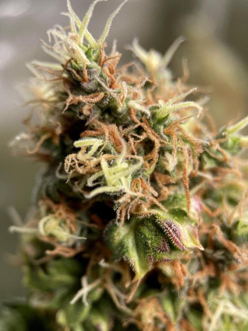 Terpyz - Dooligah 0G F3. Week 19