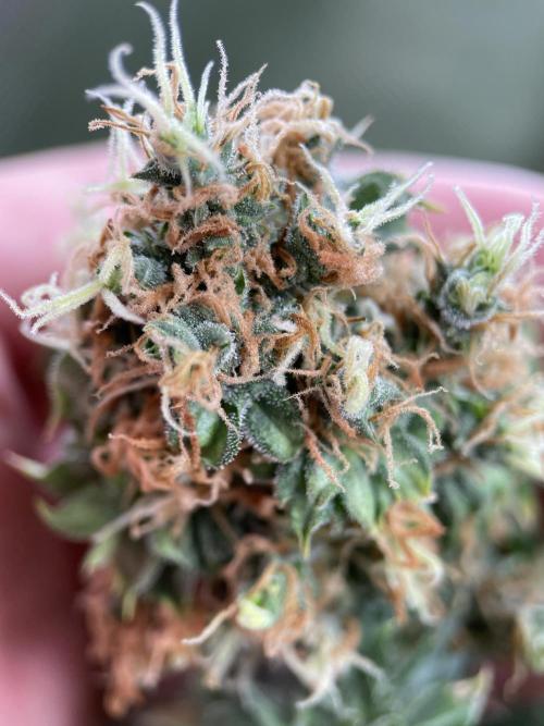 Terpyz - Dooligah 0G F3. Week 19