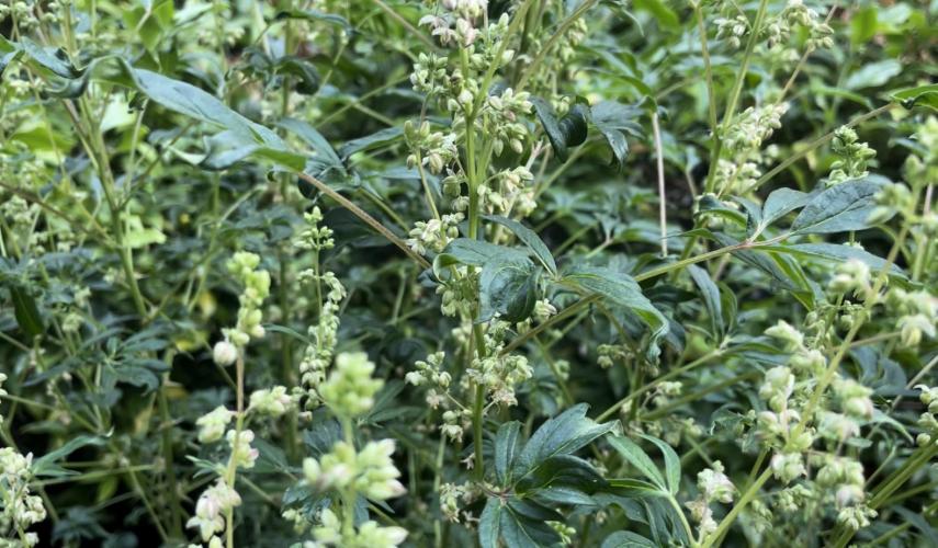 Terpyz - Dooligah 0G F3. Week 19