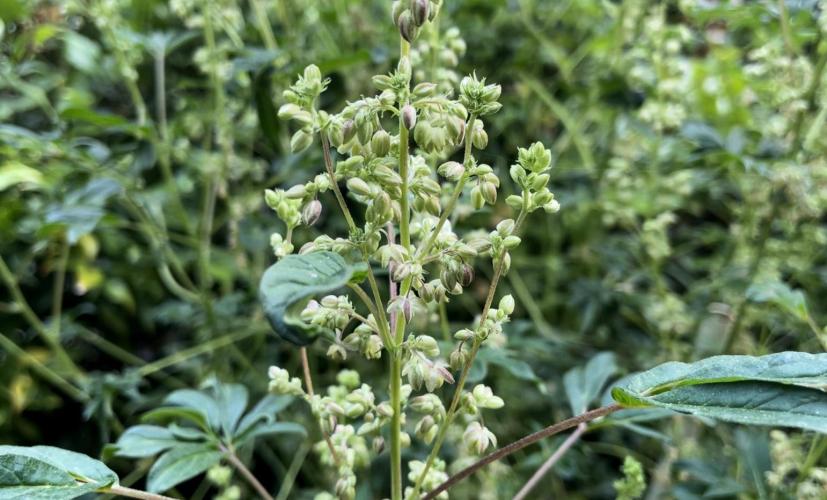 Terpyz - Dooligah 0G F3. Week 19