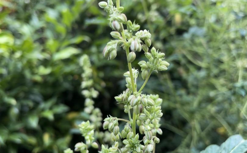 Terpyz - Dooligah 0G F3. Week 19