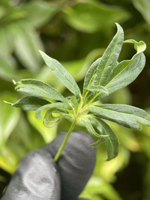 Terpyz - Dooligah 0G F3. Week 19