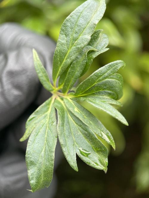 Terpyz - Dooligah 0G F3. Week 19