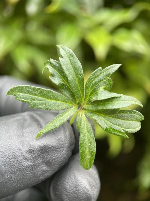 Terpyz - Dooligah 0G F3. Week 19