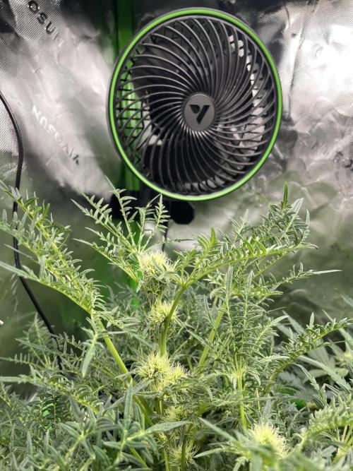 Terpyz - Mentha De Croco. Week 13