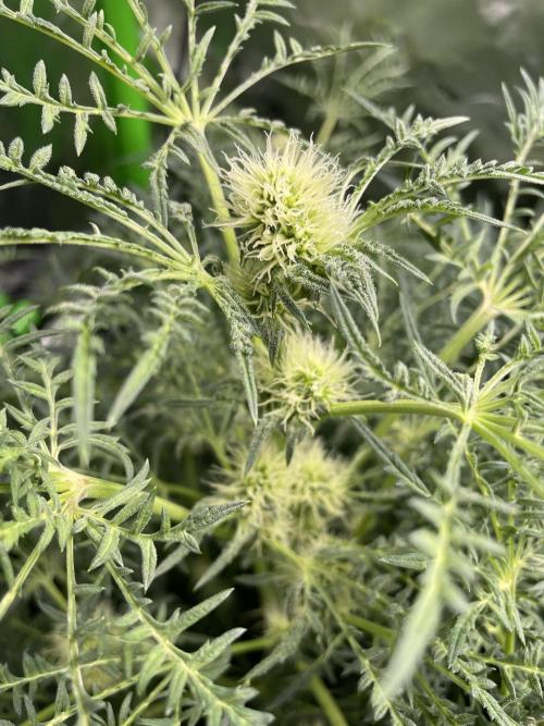 Terpyz - Mentha De Croco. Week 13
