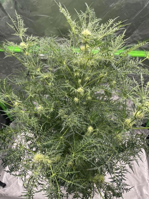 Terpyz - Mentha De Croco. Week 13