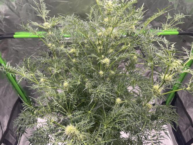 Terpyz - Mentha De Croco. Week 13