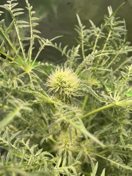 Terpyz - Mentha De Croco. Week 13