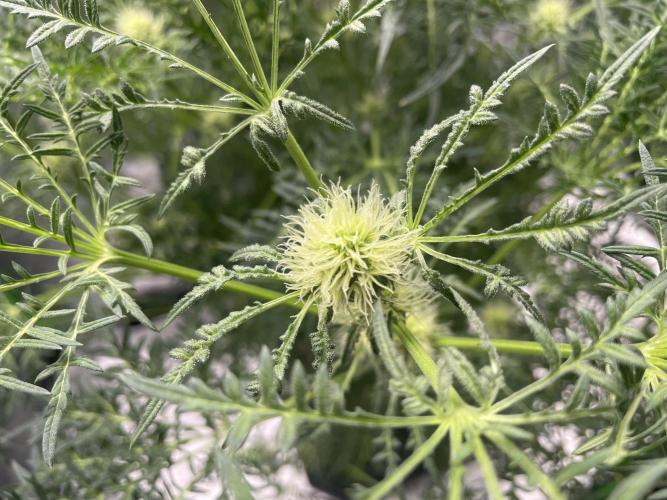 Terpyz - Mentha De Croco. Week 13
