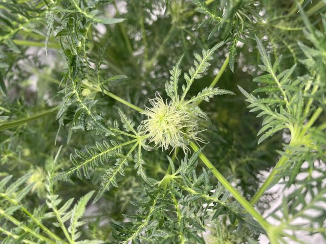 Terpyz - Mentha De Croco. Week 13