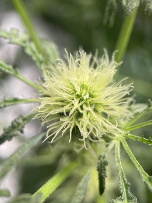 Terpyz - Mentha De Croco. Week 13