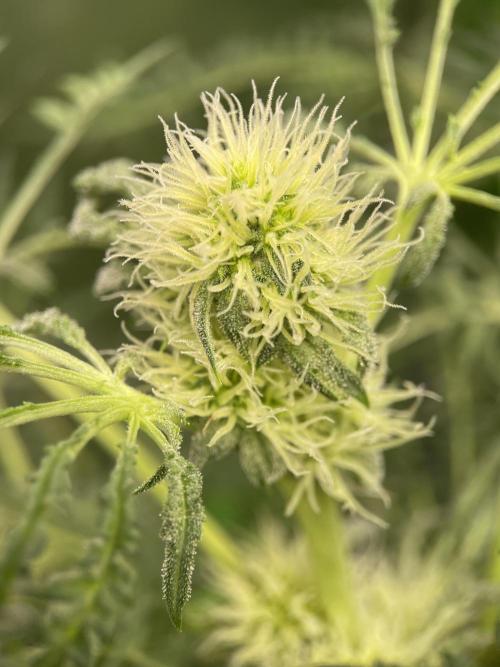 Terpyz - Mentha De Croco. Week 13