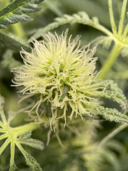 Terpyz - Mentha De Croco. Week 13