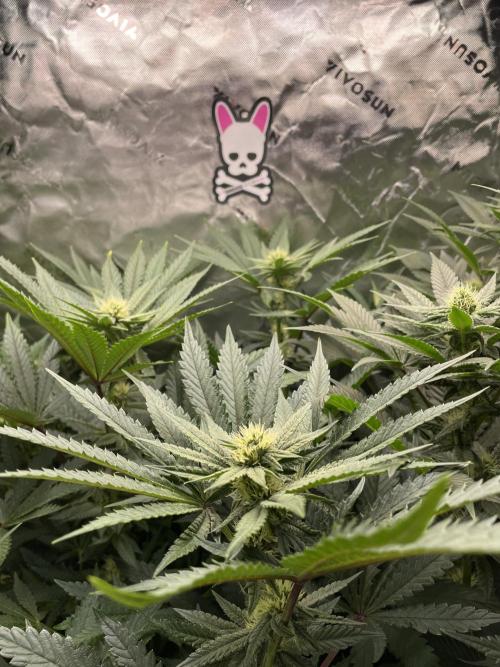 Terpyz - Cheesus Christ S1. Week 13