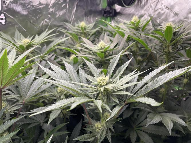 Terpyz - Cheesus Christ S1. Week 13
