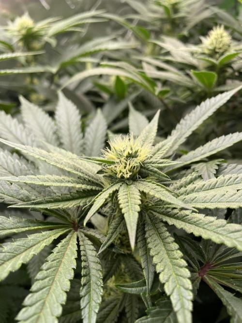 Terpyz - Cheesus Christ S1. Week 13